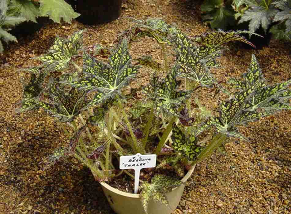 B. ‘Tarlee’